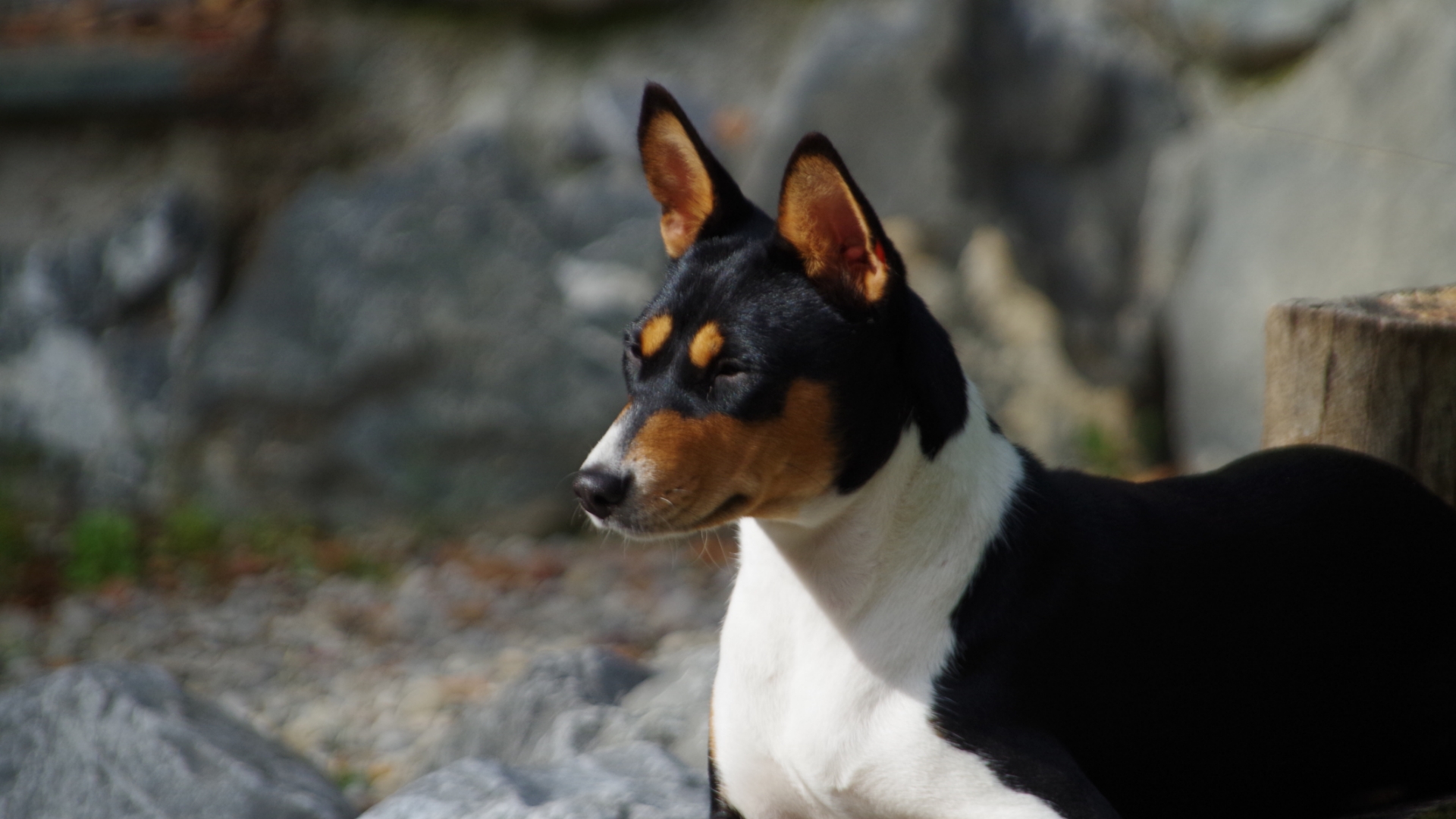 Basenji-3 Basenji 3