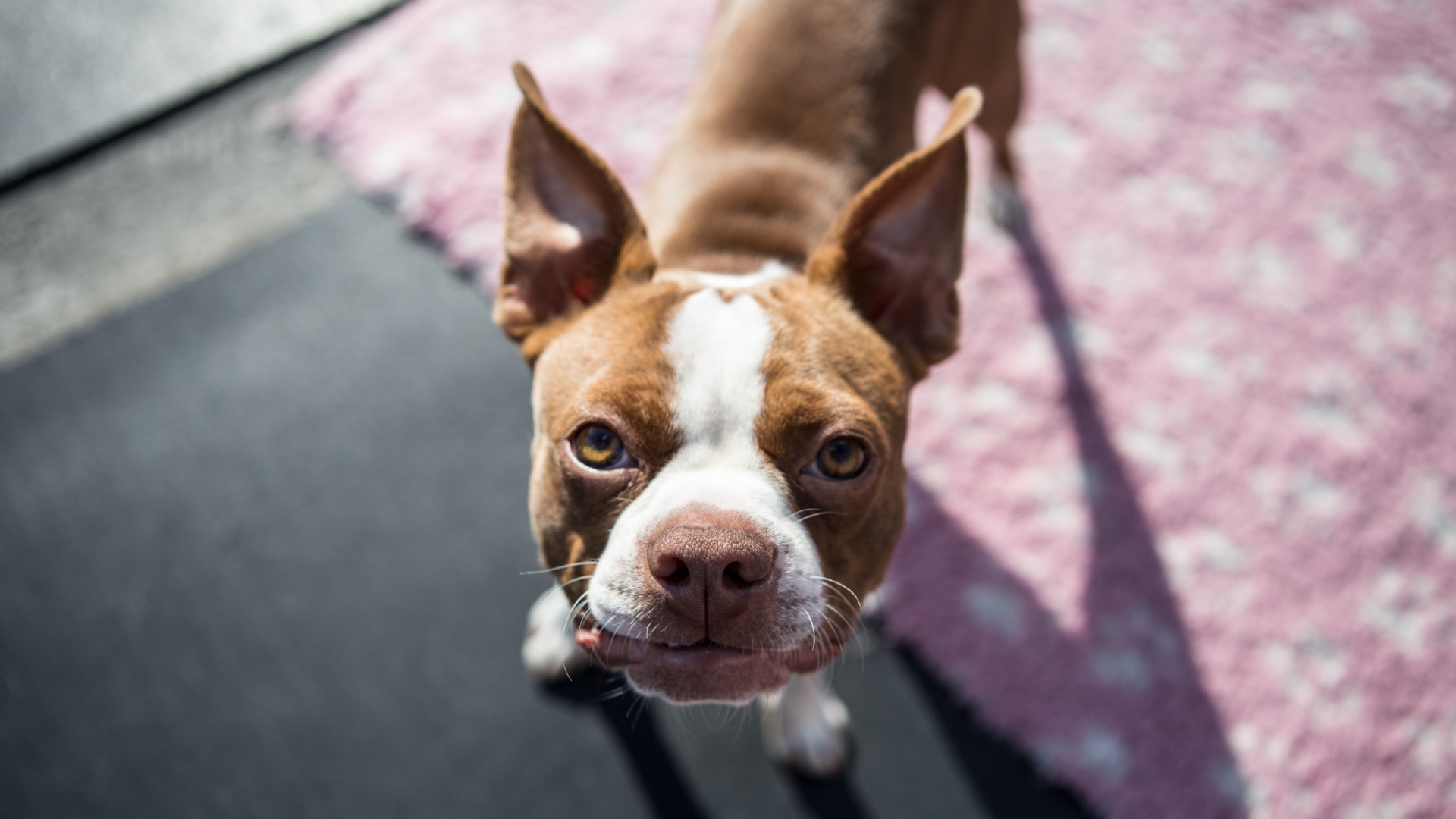 Boston-Terrier Boston Terrier