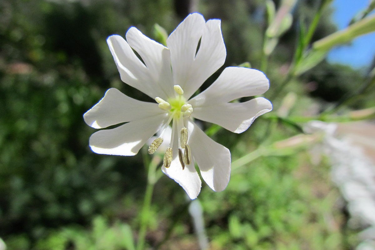 Cebelitarık Karanfili