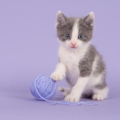 En Cok Sevilen Kedi Türleri 1