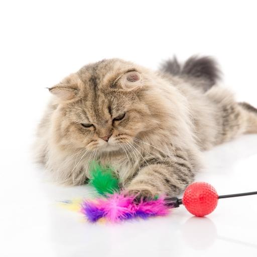 En Cok Sevilen Kedi Türleri 10