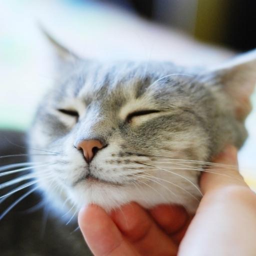 En Cok Sevilen Kedi Türleri 11