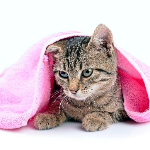 En Cok Sevilen Kedi Türleri 12