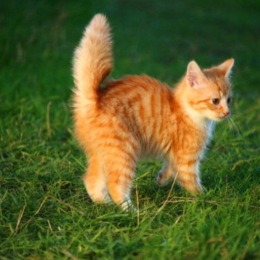 En Cok Sevilen Kedi Türleri 13