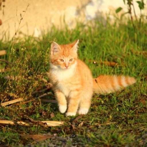 En Cok Sevilen Kedi Türleri 14