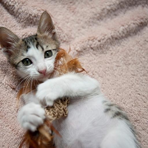 En Cok Sevilen Kedi Türleri 15