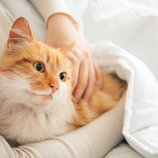 En Cok Sevilen Kedi Türleri 16