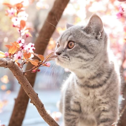 En Cok Sevilen Kedi Türleri 17