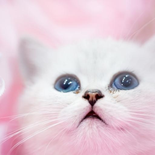 En Cok Sevilen Kedi Türleri 18