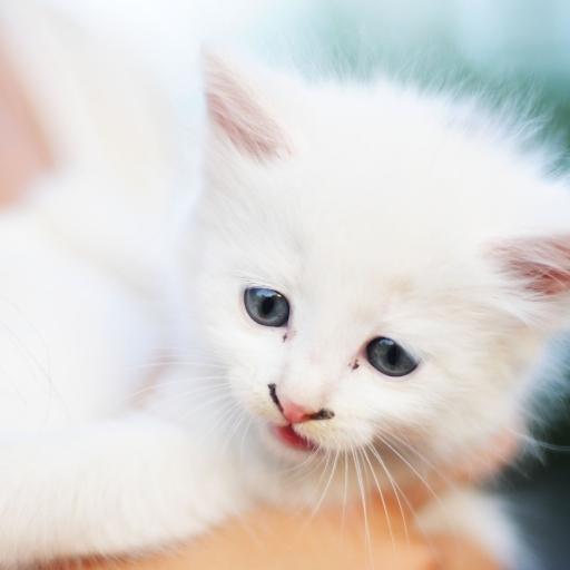 En Cok Sevilen Kedi Türleri 19