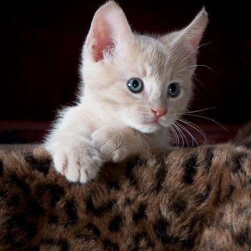 En Cok Sevilen Kedi Türleri 20