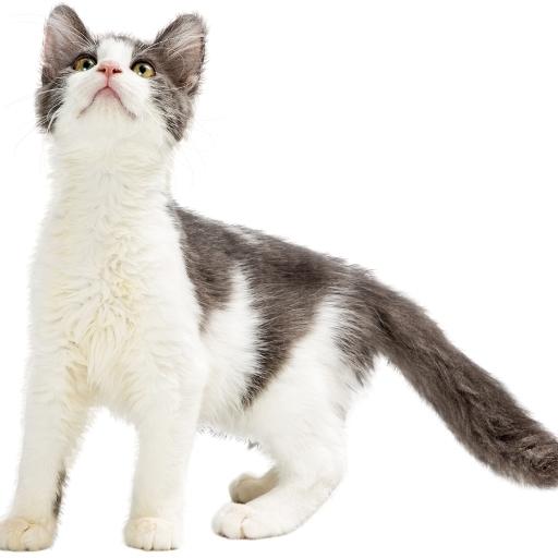 En Cok Sevilen Kedi Türleri 21