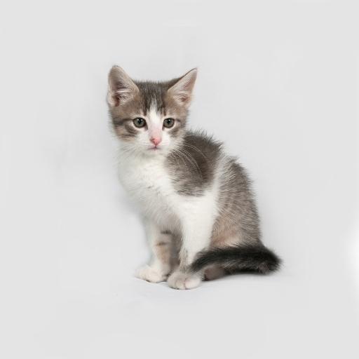 En Cok Sevilen Kedi Türleri 22