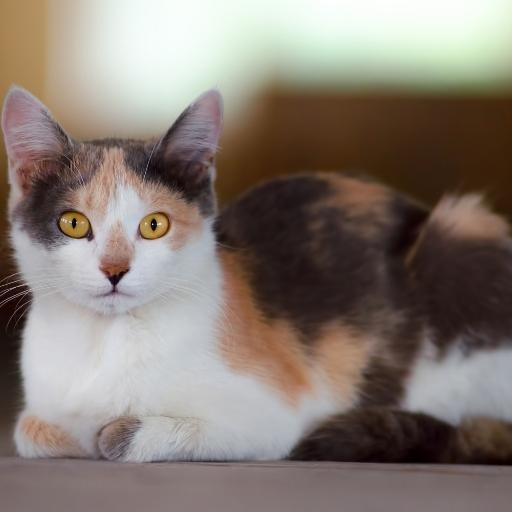 En Cok Sevilen Kedi Türleri 23