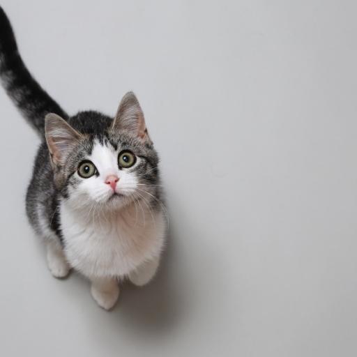 En Cok Sevilen Kedi Türleri 24