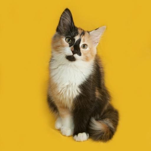 En Cok Sevilen Kedi Türleri 25