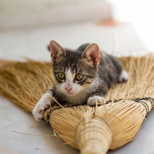 En Cok Sevilen Kedi Türleri 27