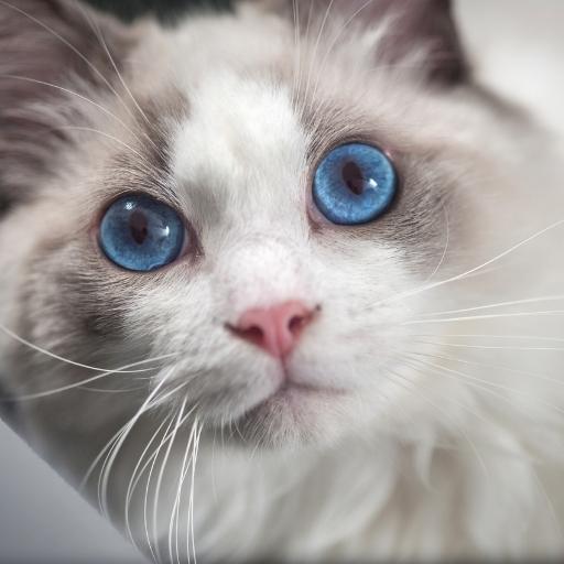 En Cok Sevilen Kedi Türleri 29