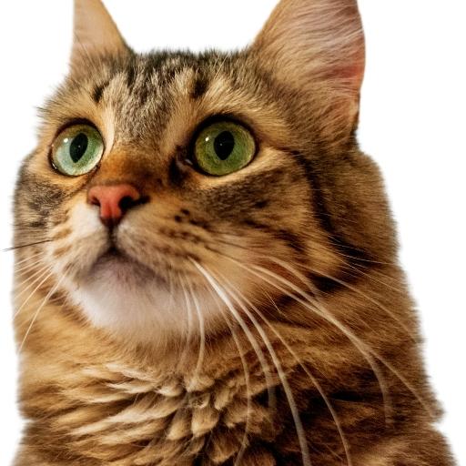 En Cok Sevilen Kedi Türleri 3