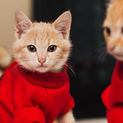 En Cok Sevilen Kedi Türleri 30