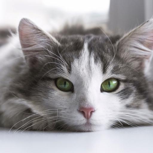 En Cok Sevilen Kedi Türleri 4