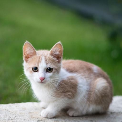 En Cok Sevilen Kedi Türleri 6