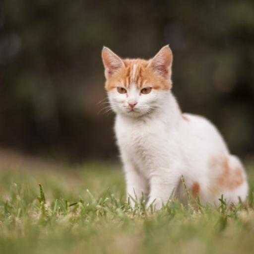 En Cok Sevilen Kedi Türleri 7