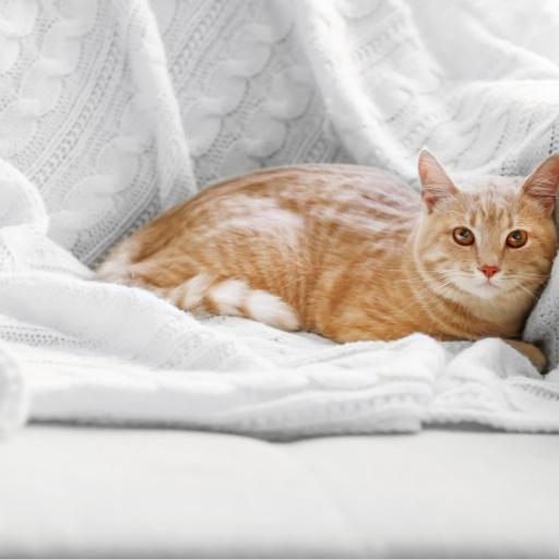 En Cok Sevilen Kedi Türleri 8