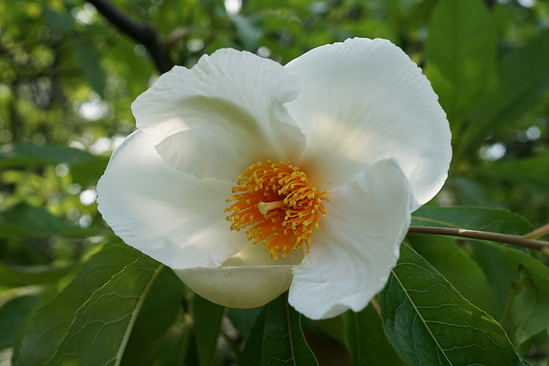 Franklinia Çiçeği
