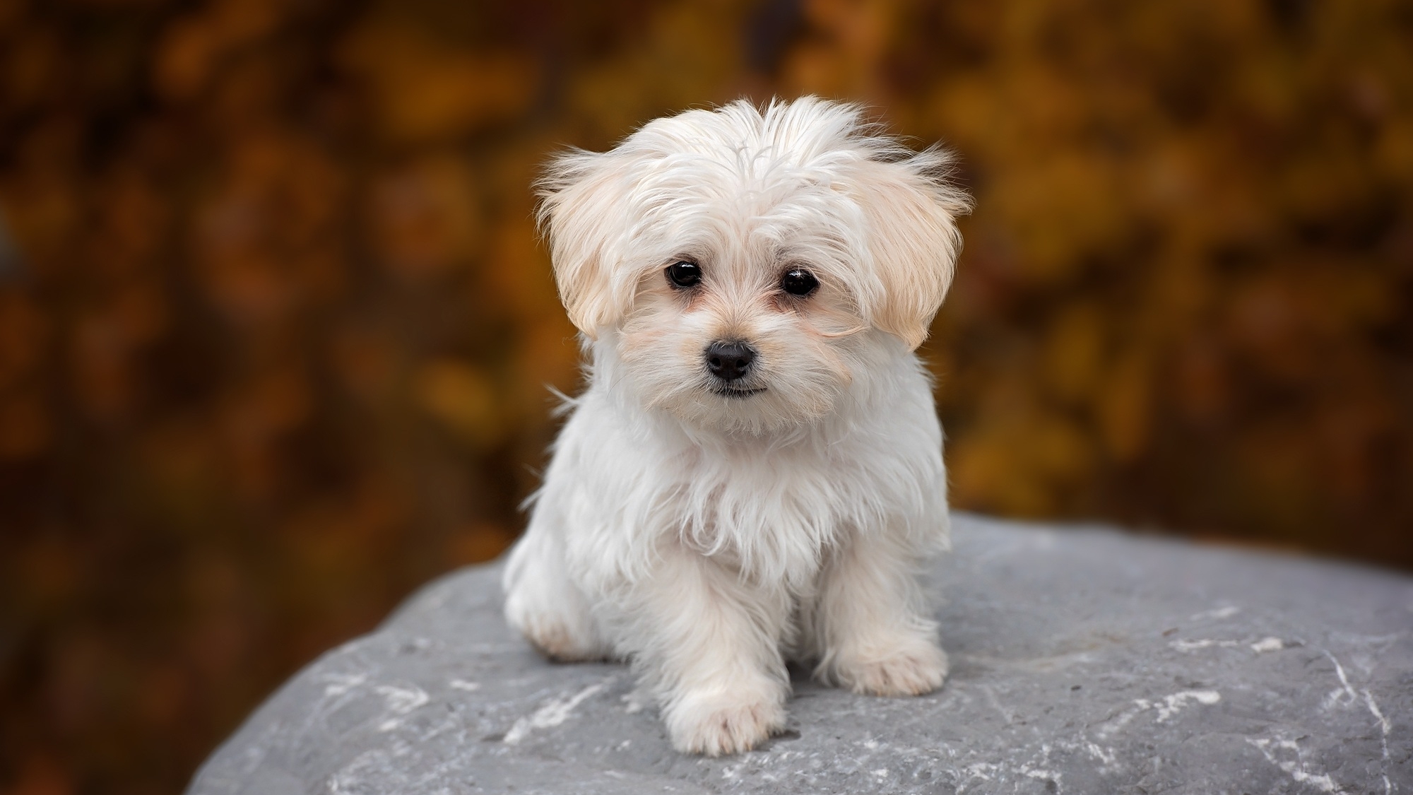 Maltese Maltese