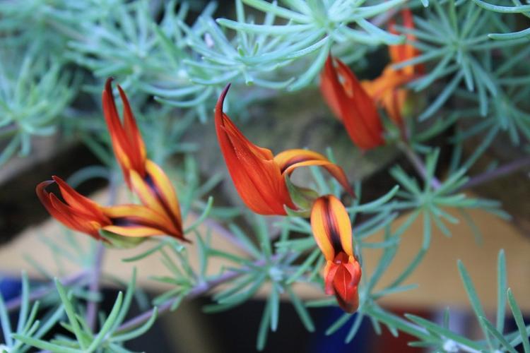 Papağan Gagası Çiçeği