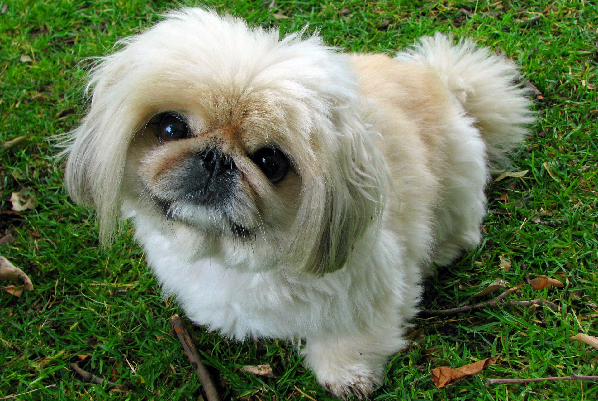Pekingese-1 Pekingese 1