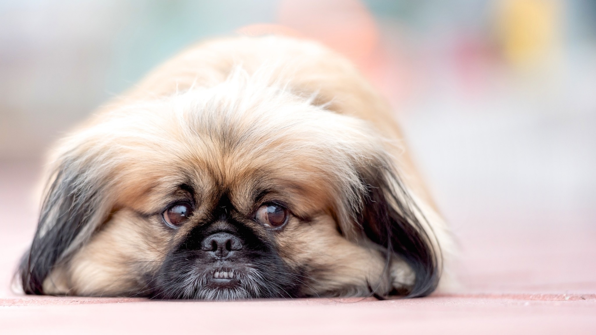 Pekingese Pekingese