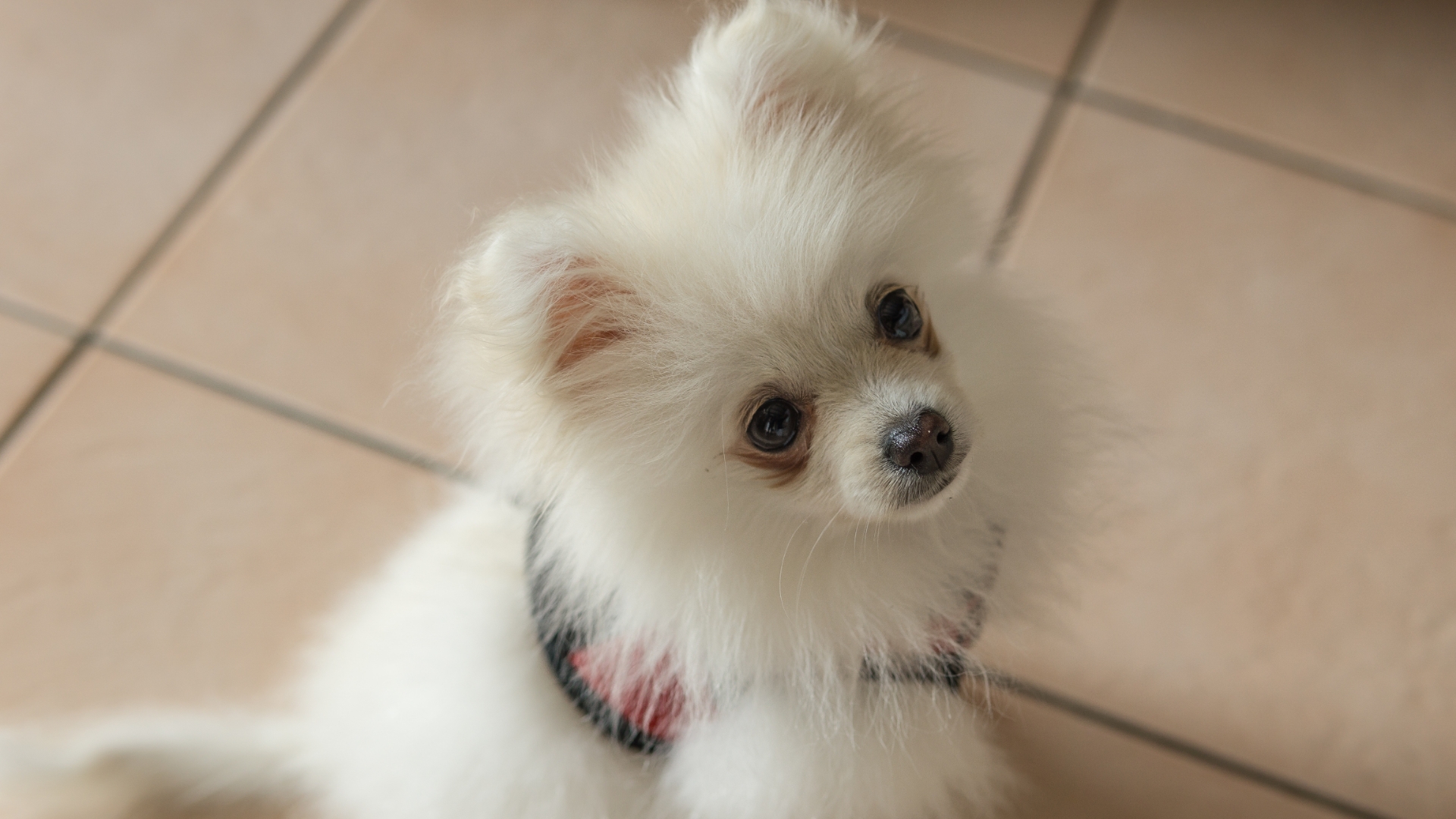 Pomeranian-1 Pomeranian 1