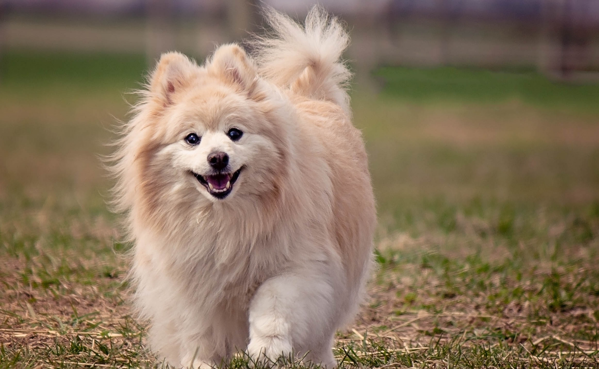 Pomeranian Pomeranian
