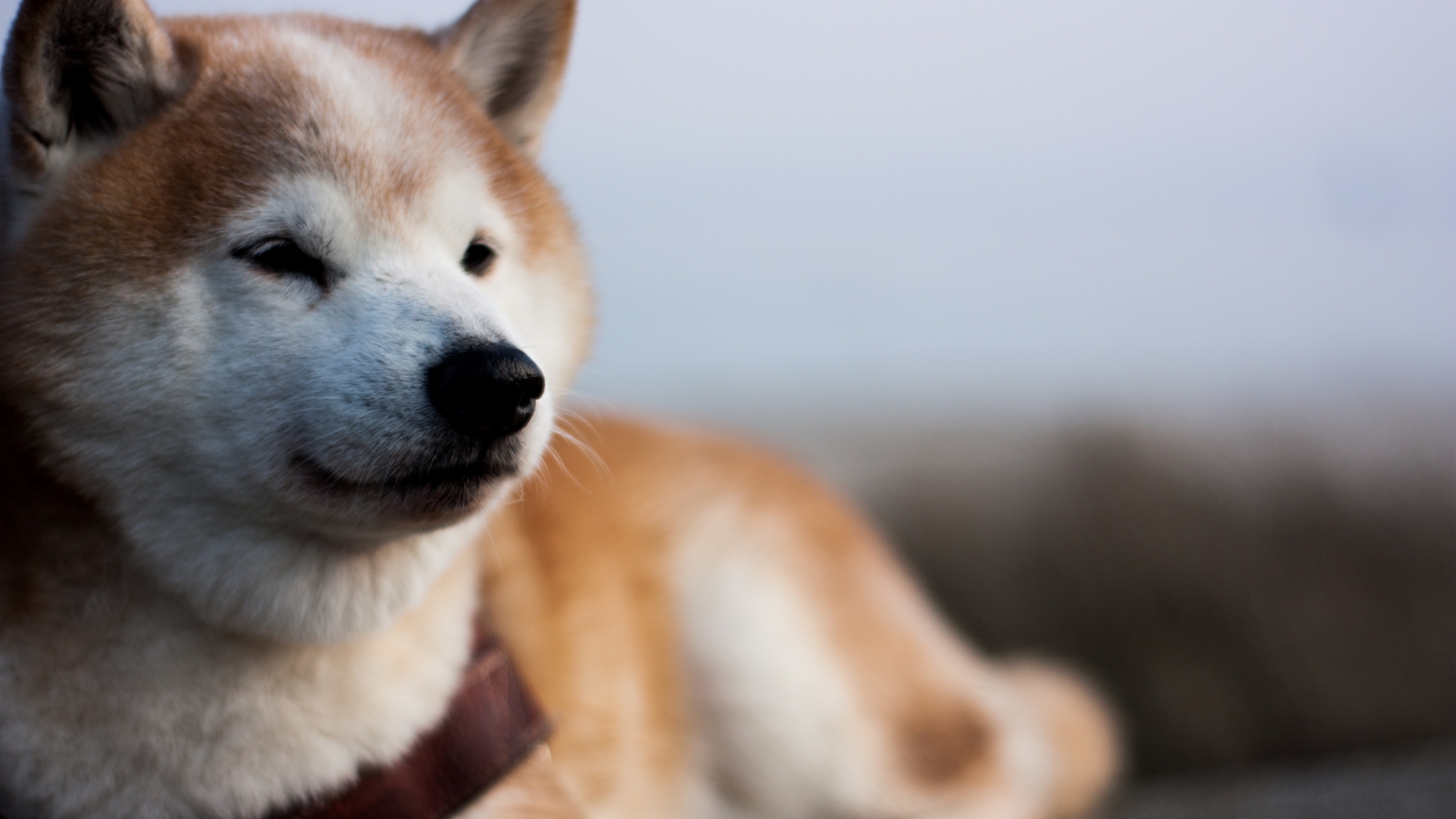 Shiba-Inu-1 Shiba Inu 1