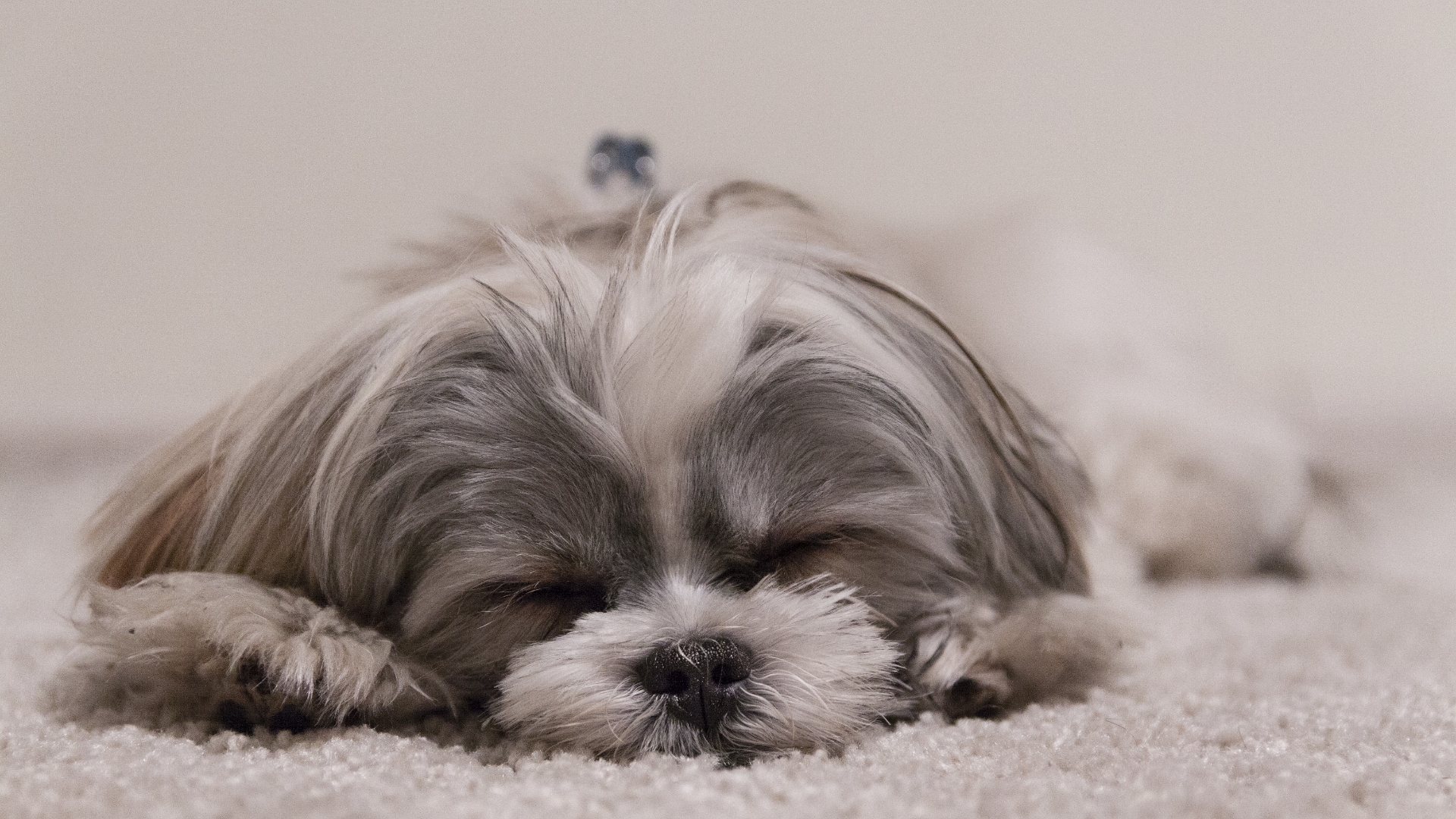 Shih-Tzu Shih Tzu