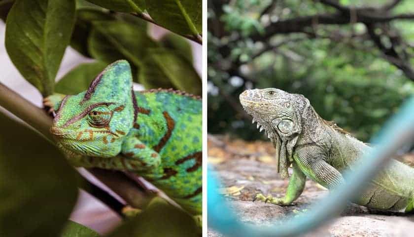 Bukalemun ve İguana Arasındaki Fark