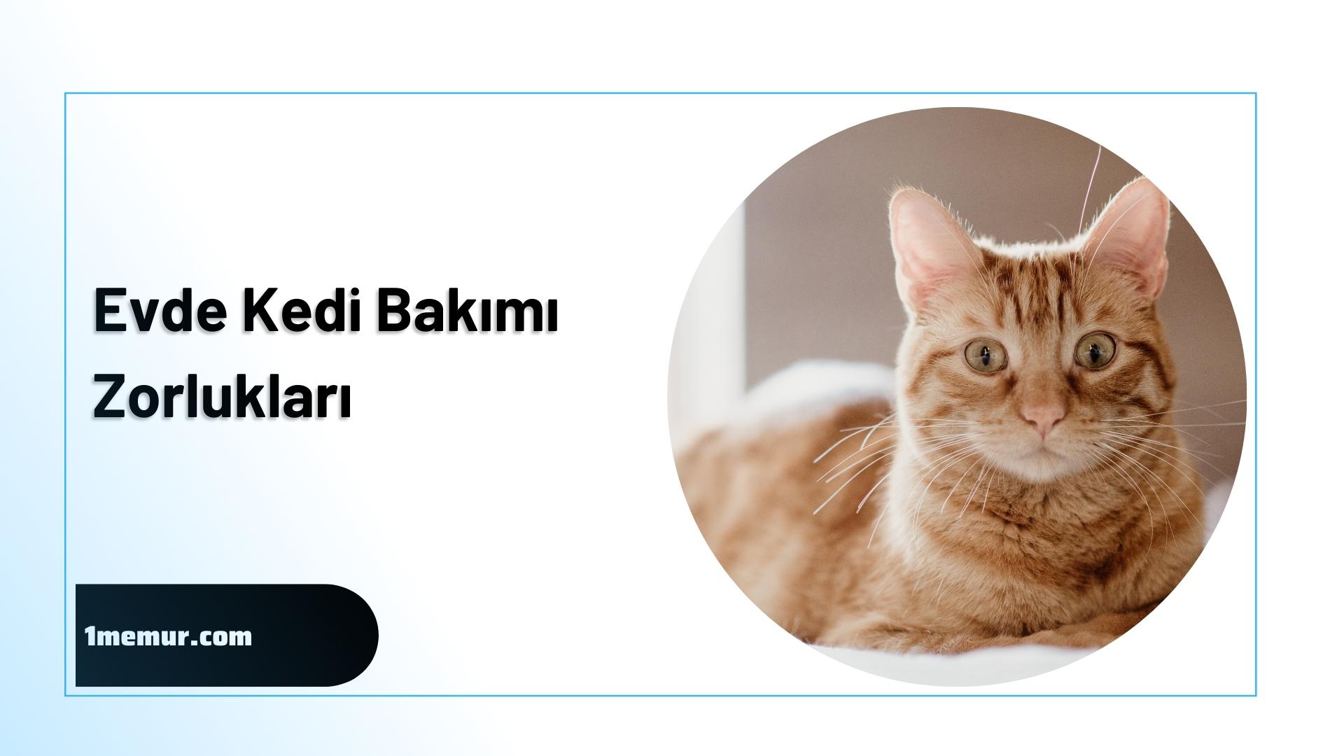 evde-kedi-bakimi-zorluklari evde kedi bakimi zorluklari