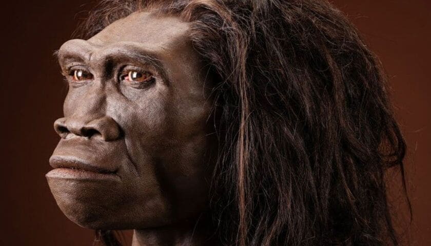 homo erectus