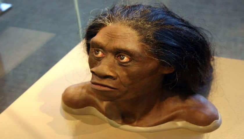 homo floresiensis