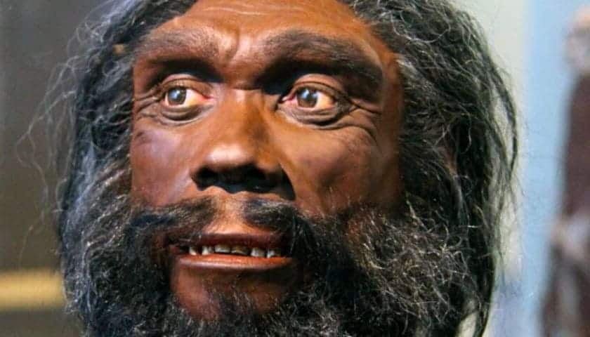 homo heidelbergensis