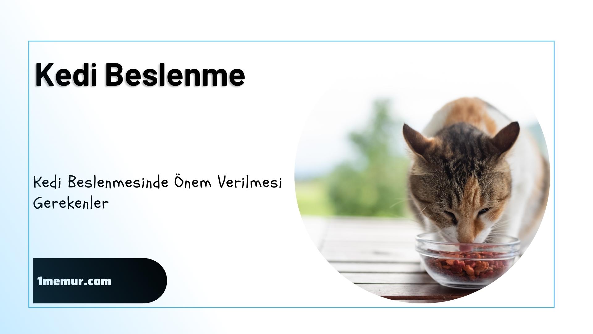 kedilerde-beslenme kedilerde beslenme