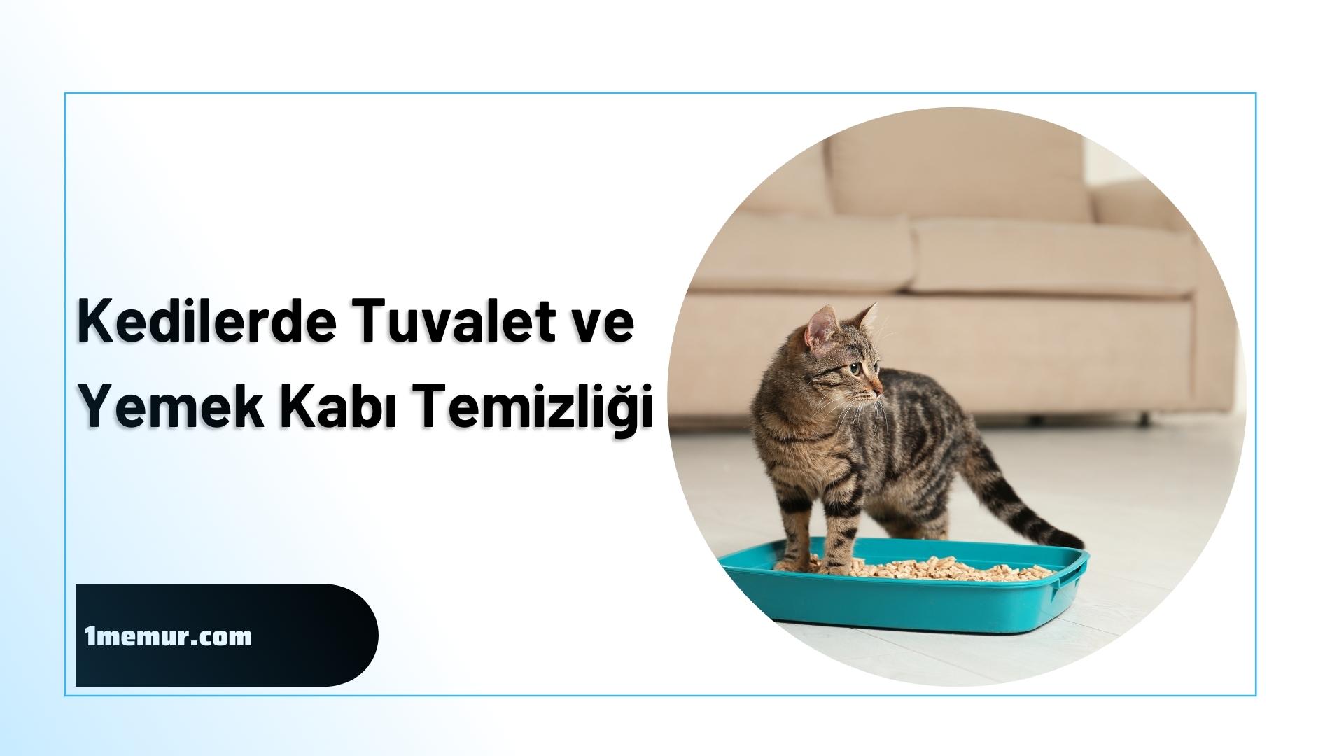kedilerde-tuvalet-ve-yemek-kabi-temizligi kedilerde tuvalet ve yemek kabi temizligi