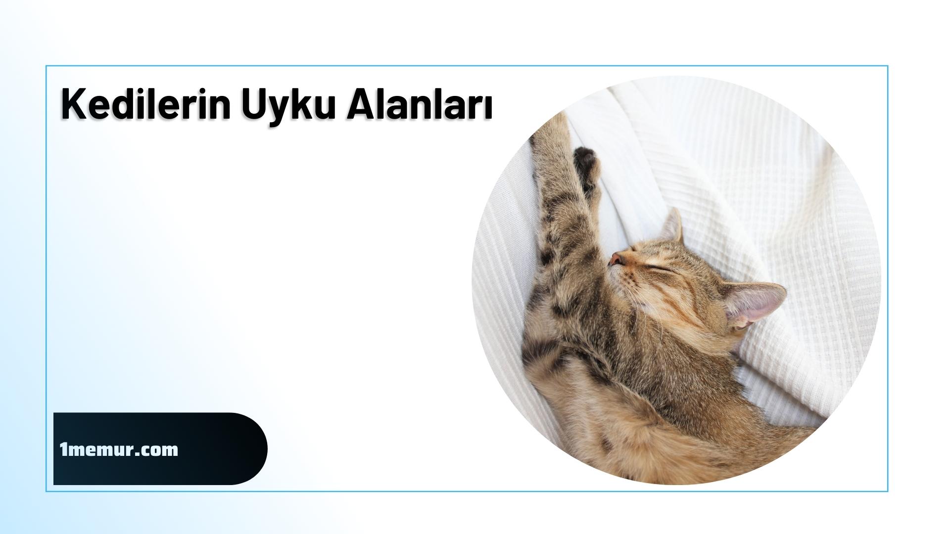 kedilerin-uyku-alanlari kedilerin uyku alanlari